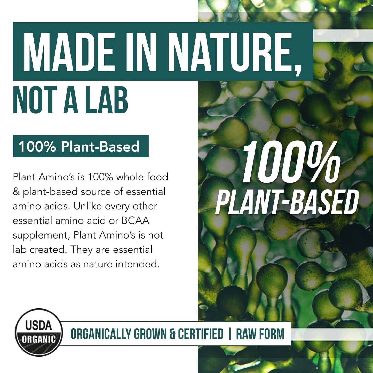 Organic Vegan Essential Amino Acids EAAs and BCAAs 100% Raw – Plant Protein